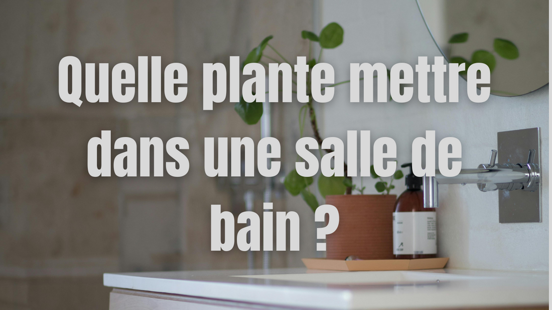 Quelle plante mettre dans une salle de bain ?